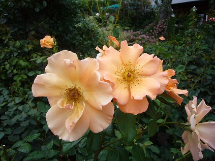 P1080437.JPG