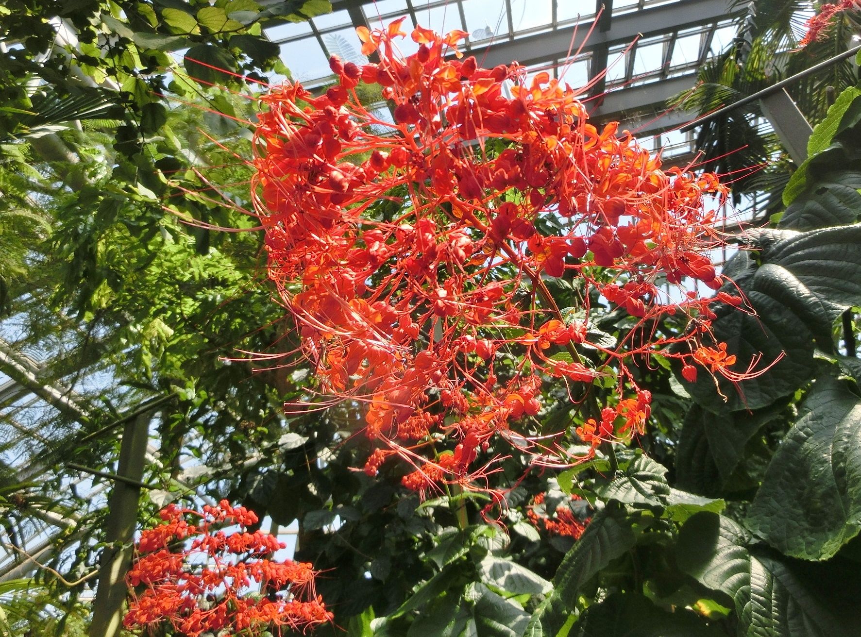 京都府立植物園で見た花 ヒギリ アンスリウム ベニウチワ だい のひとりごと 楽天ブログ