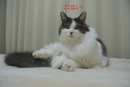 mumu1.jpg