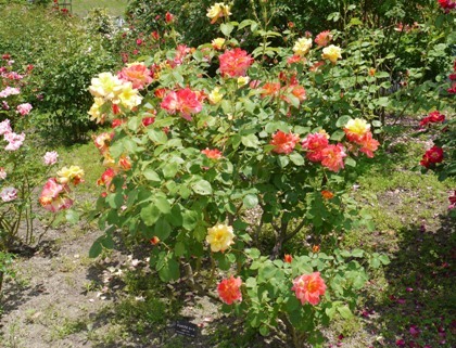 aジョセフズコート１