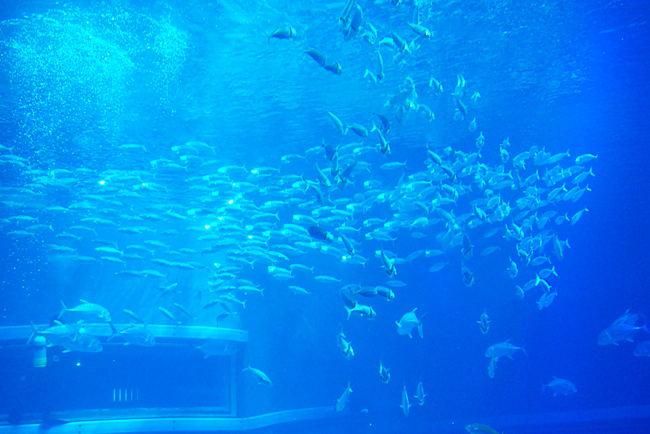 魚４