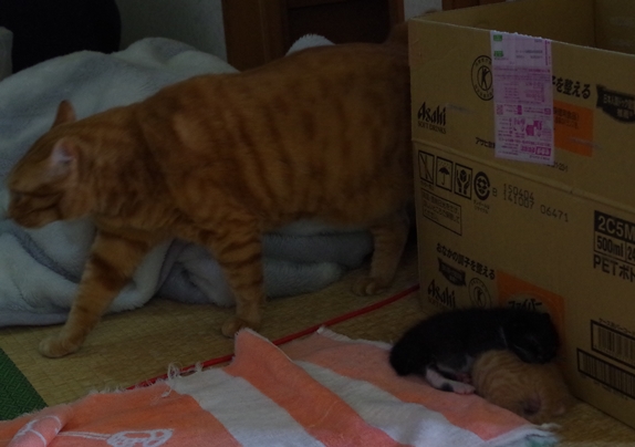 IMGP0523.JPG