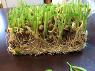 豆苗に試練を与える 世を忍ぶ仮の普通の人生活 楽天ブログ 豆苗に試練を与える 世を忍ぶ仮の普通の人生活 楽天ブログ