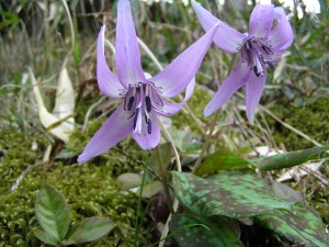 006 (300x225) (2).jpg