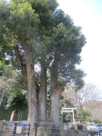 熱海梅園　三つ子楠３