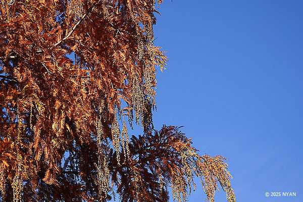 メタセコイヤ（曙杉、ヒノキ科）