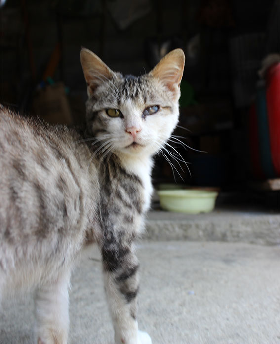 我が家のニャンコ♪2014/05/22-2