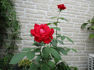 IMG_0537ss.jpg