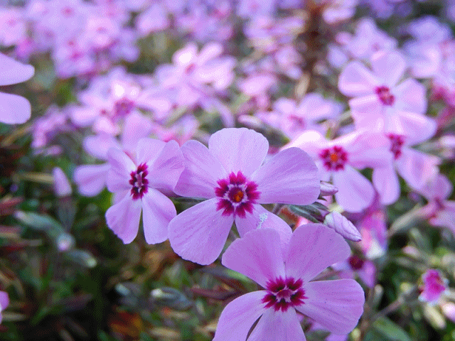 芝桜アニメ