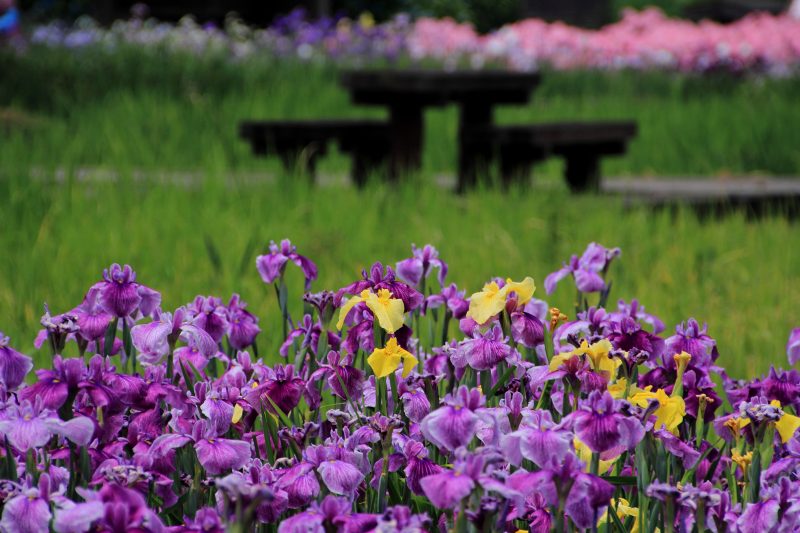 新旭花菖蒲園_03.jpg