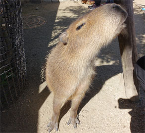 どうぶつ26.jpg