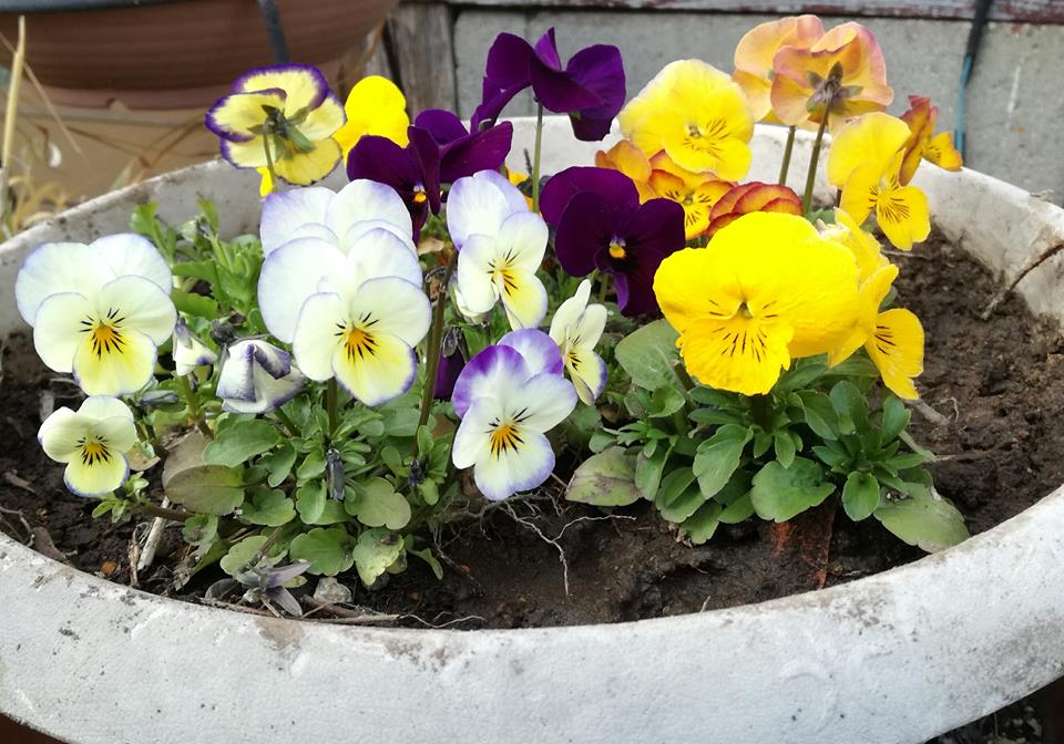 今日 春の花の植え方をやりました 話 和 輪のガーデニングと園芸 楽天ブログ