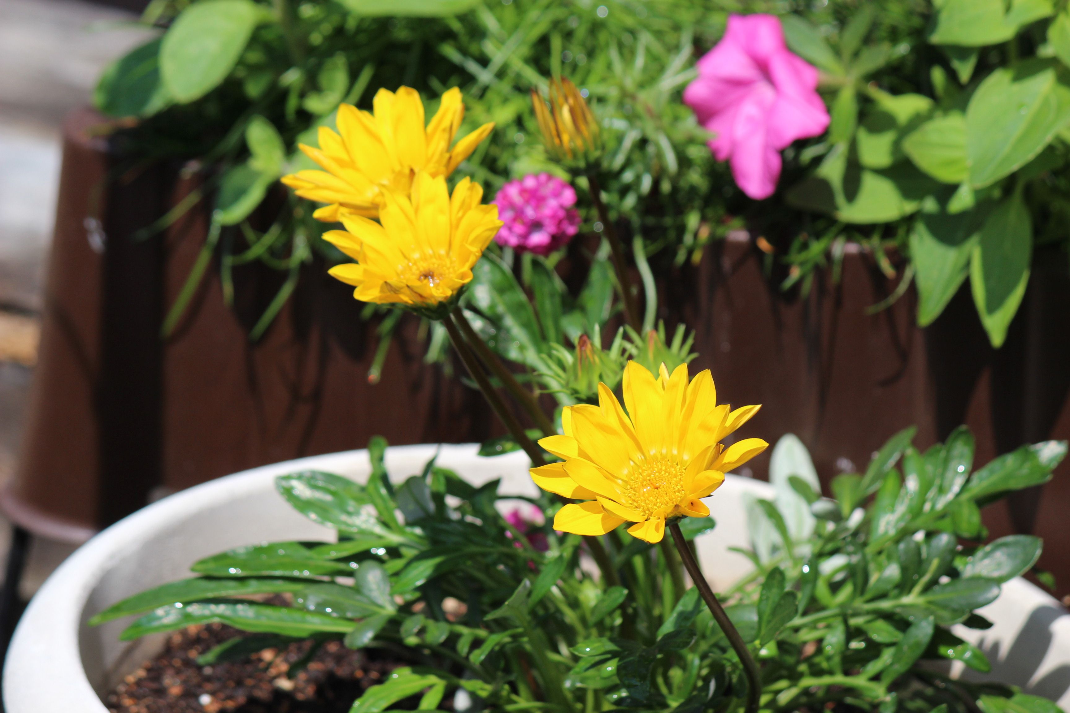 ガザニア つれづれ日記 楽天ブログ