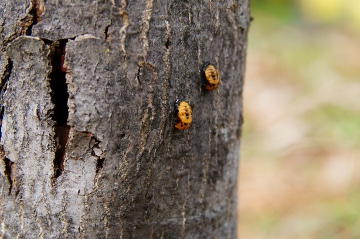 テントウムシ141112