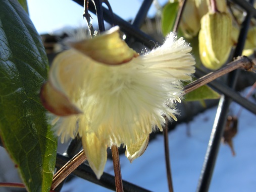 冬咲クレマチス