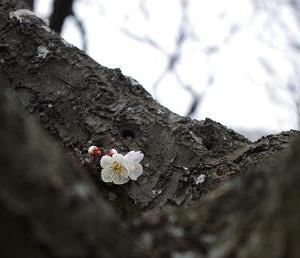 2013ume2.JPG