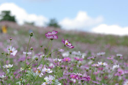 花の丘のコスモス