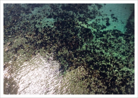 城ヶ島大橋から見た海面