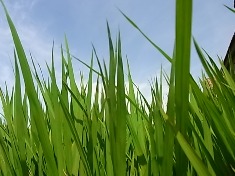 太陽と田圃と空