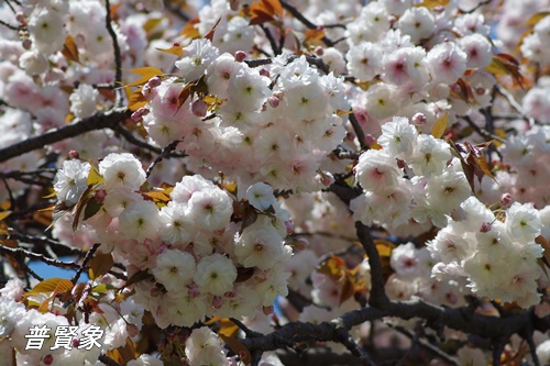 浜離宮恩賜庭園の八重桜