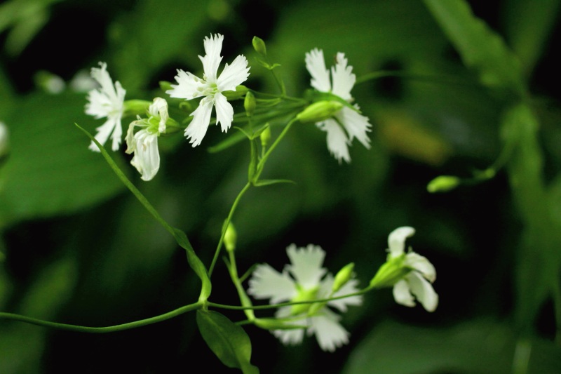 六甲山高山植物園花色々_11センジュガンピ.jpg