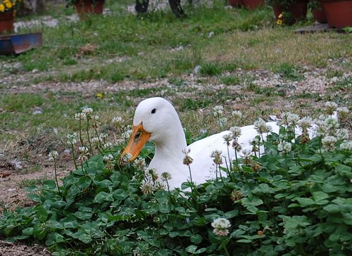 DSC_0373.JPG