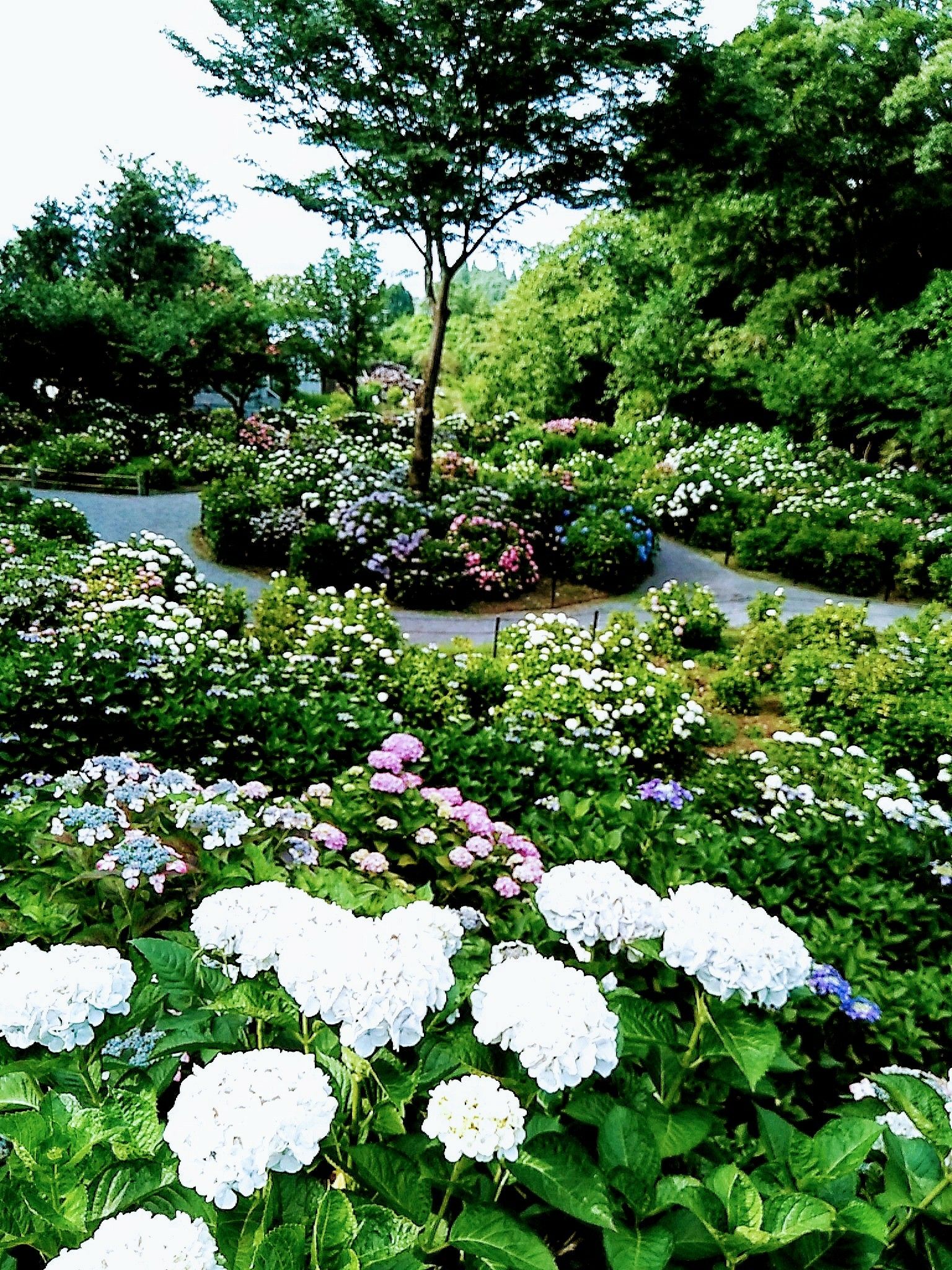 久留米 千光寺 紫陽花 あじさい 祭 天使と悪魔の蜜の味 楽天ブログ