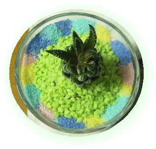 サボテン 12ノツメ上.jpg