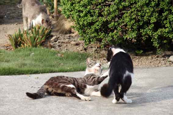 我が家のニャンコ♪2013/5/24-3