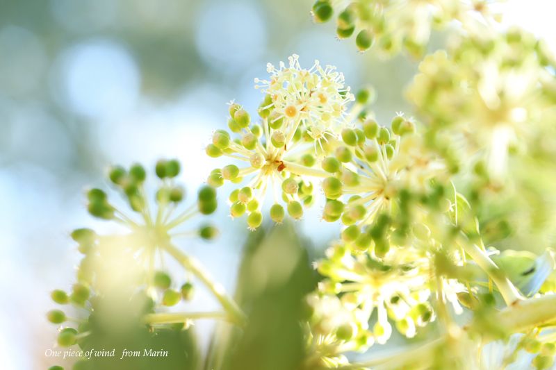 テングノハウチワの花 ひとひらの風 楽天ブログ