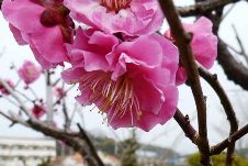 20120309紅梅.jpg