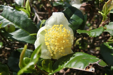 お茶の花