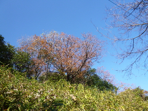P1140492(1).JPG