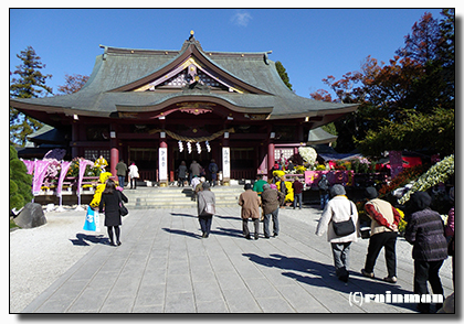 笠間稲荷神社菊祭り2.JPG