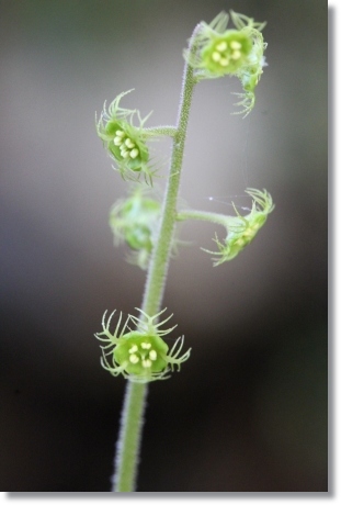 樹木公園-39 コチャルメルソウ-1 14.3.29