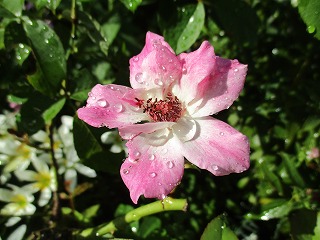 IMG_8227ss.jpg