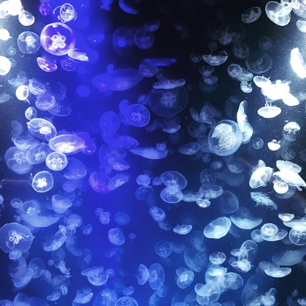 水族館ファミリーデート クラゲちゃん 主婦ネイリストのプチプラセルフネイルrepo 楽天ブログ