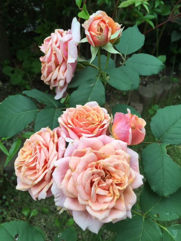 rblog-20160609235227-07.jpg