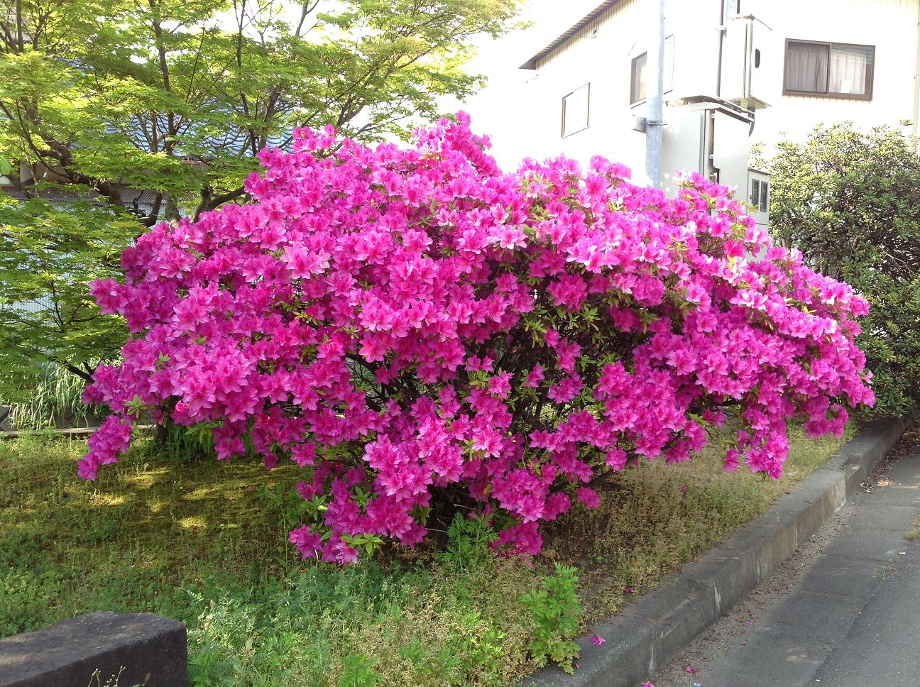 201305tsutsuji