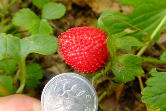 DSCF5629.jpg