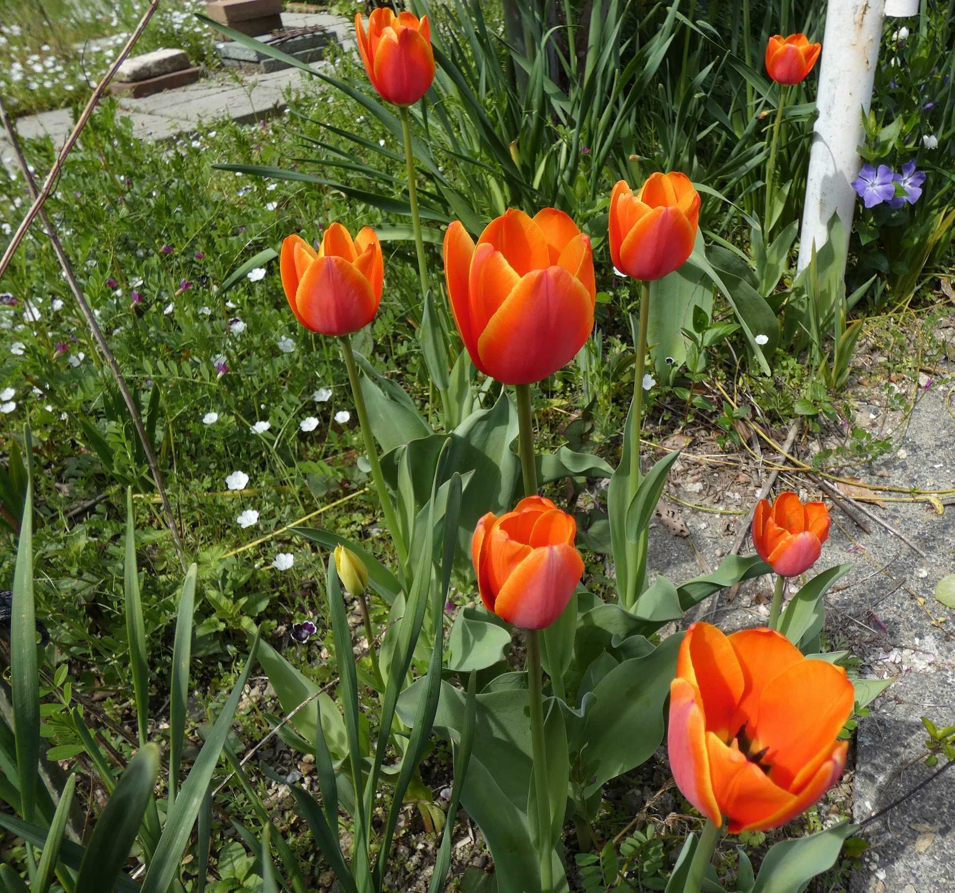 トトロ花壇とアリス花壇のチューリップたち すぷーん ガーデン 楽天ブログ トトロ花壇とアリス花壇のチューリップたち すぷーん ガーデン 楽天ブログ