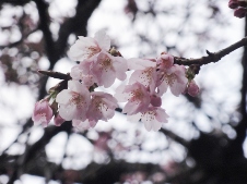 20120320桜.jpg