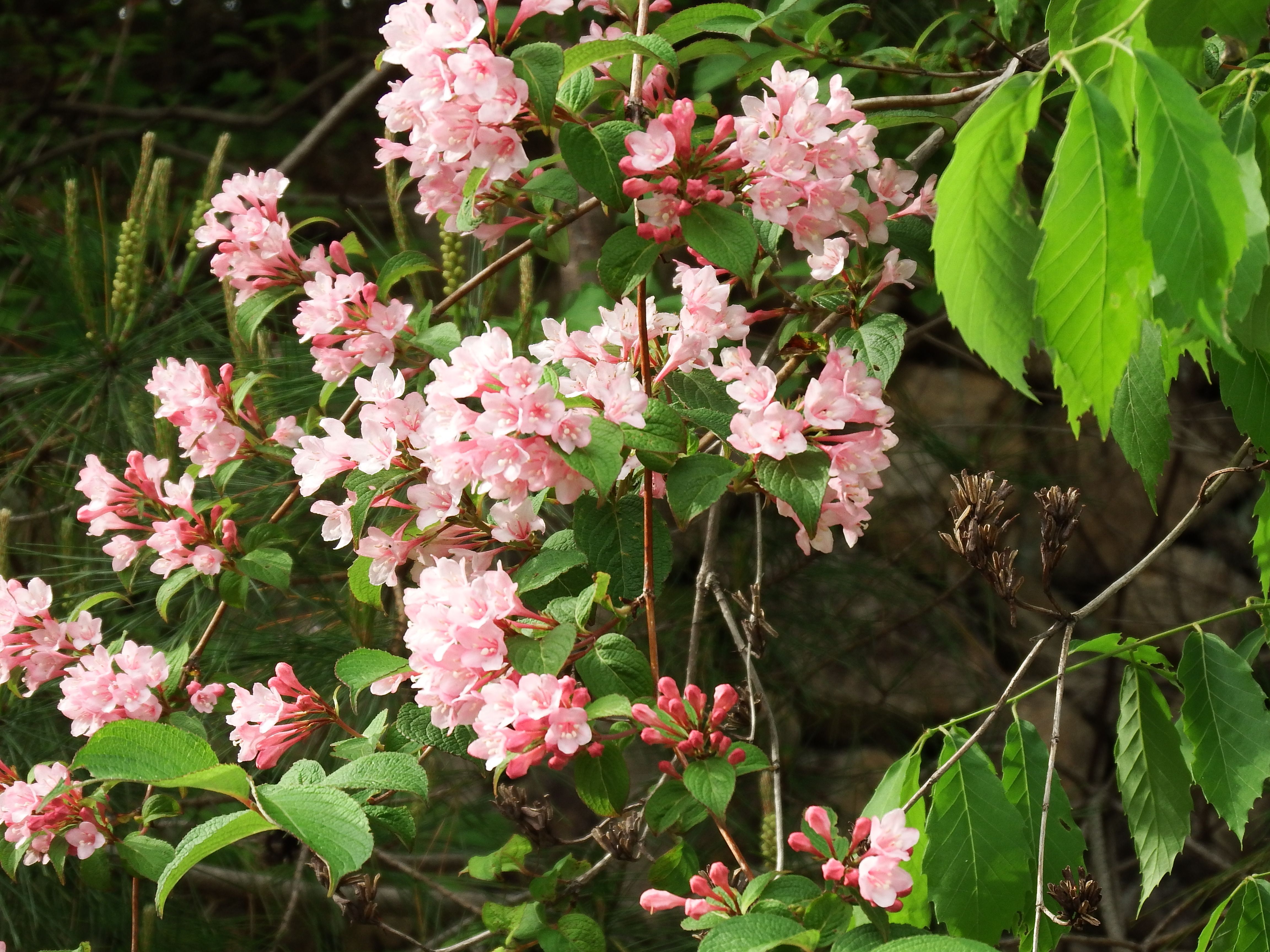 カルミア 身近の花 楽天ブログ