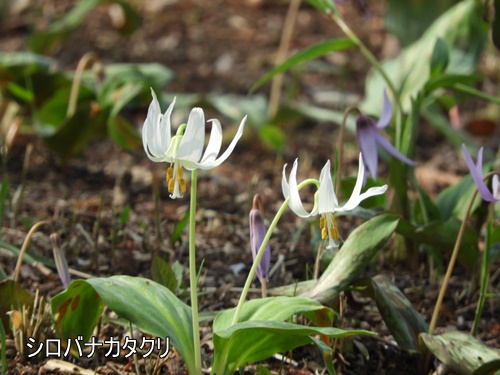 清水山の森にて