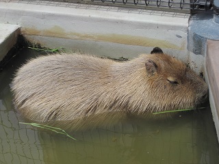 カピバラ瞑想中