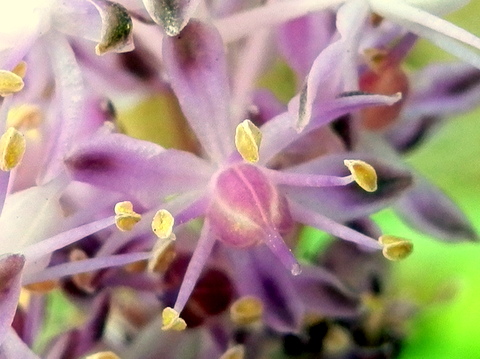 ツルボの花・拡大ブログ