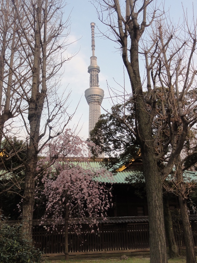 ２０１３０３２３牛島神社＆スカイツリー.JPG