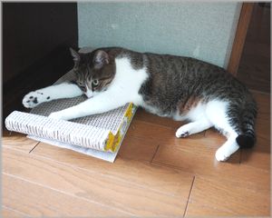 半分こぼれる