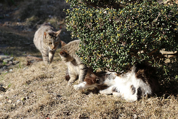 我が家のニャンコ♪2015/1/15-2
