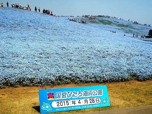 Nemophila-141-b.jpg